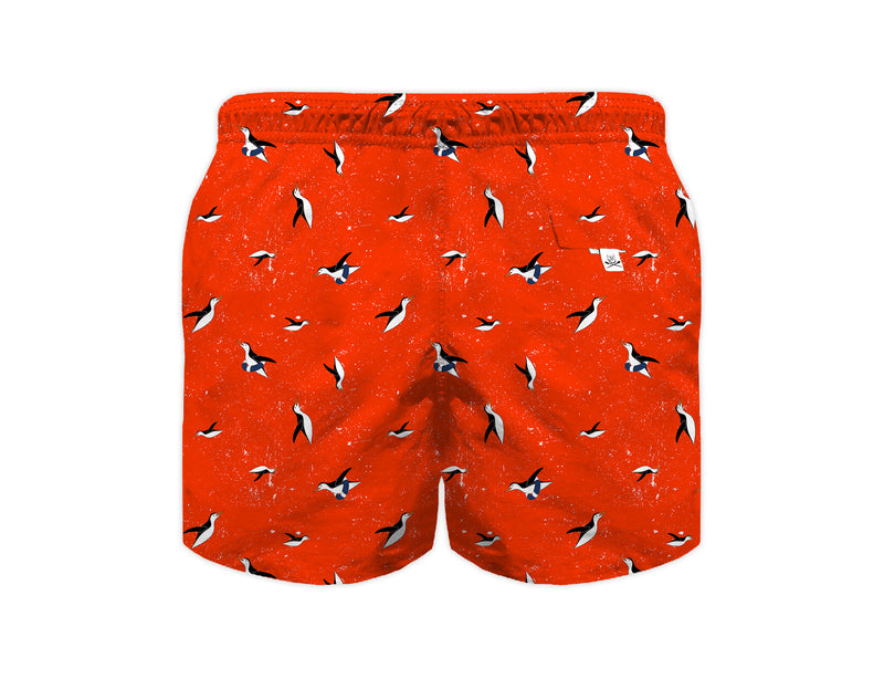 Boxer Dattilo PN2